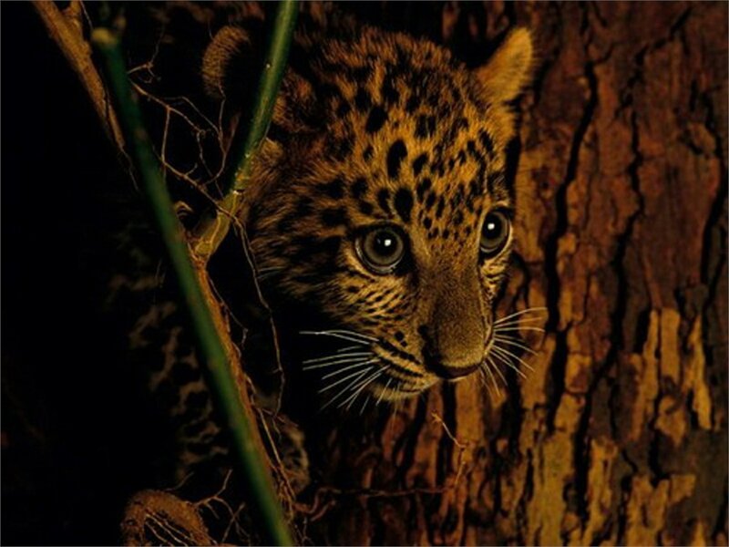 Leopard Cub in Tree — Brown, Alert, Night