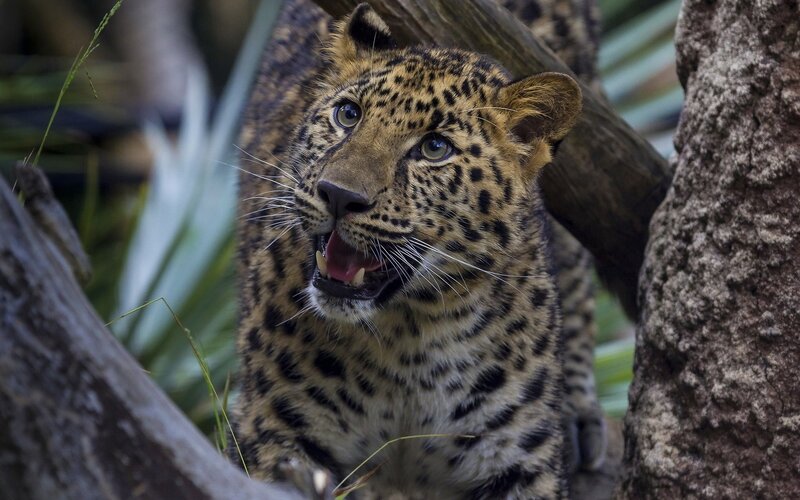 Leopard Cub in Tree — Brown, Alert, Photograph
