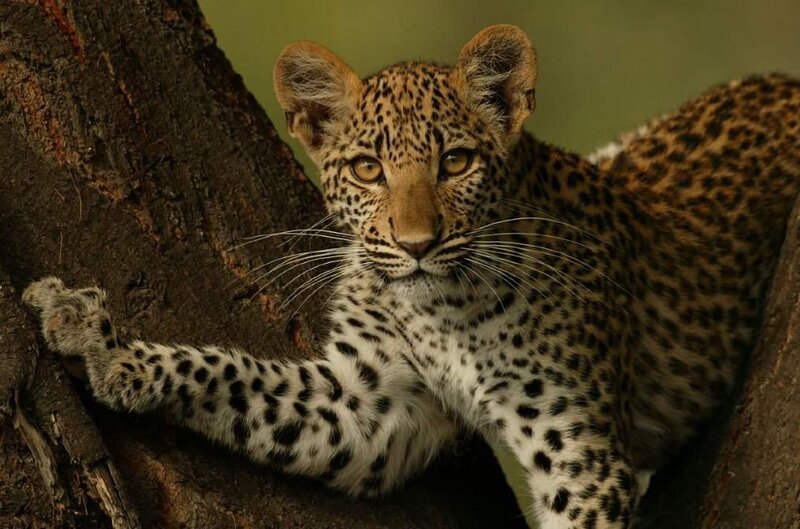 Leopard Cub in Tree — Brown, Alert