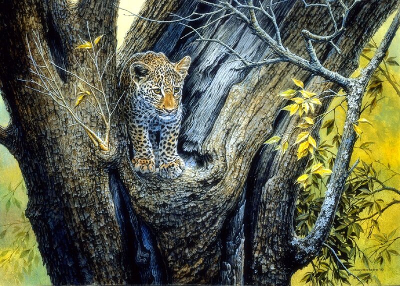 Leopard Cub in Tree — Brown, Calm, Afternoon