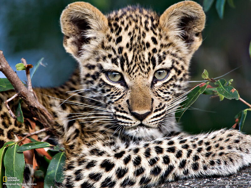 Leopard Cub in Tree — Brown, Calm