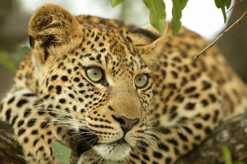 Leopard Cub in Tree — Brown