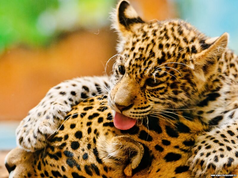 Leopard Cub Licking