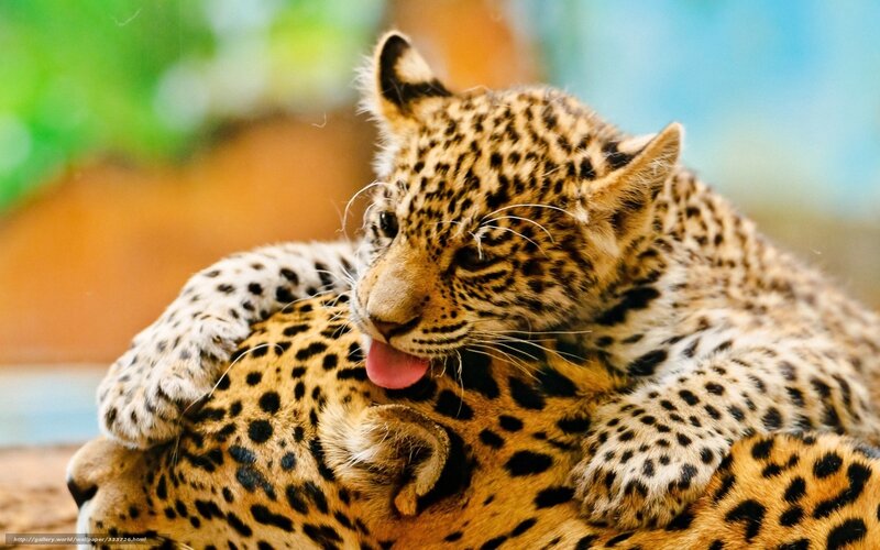 Leopard Cub Licking — Yellow
