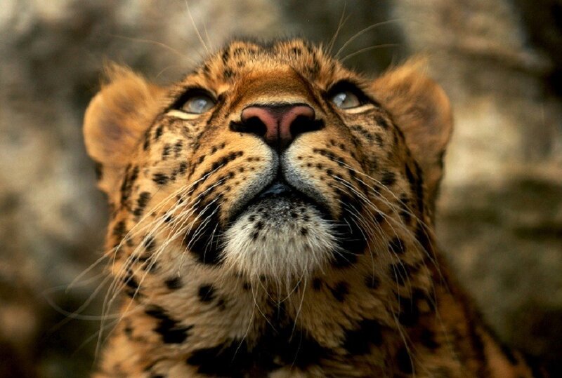 Leopard Cub Looking Up — Brown, Curious