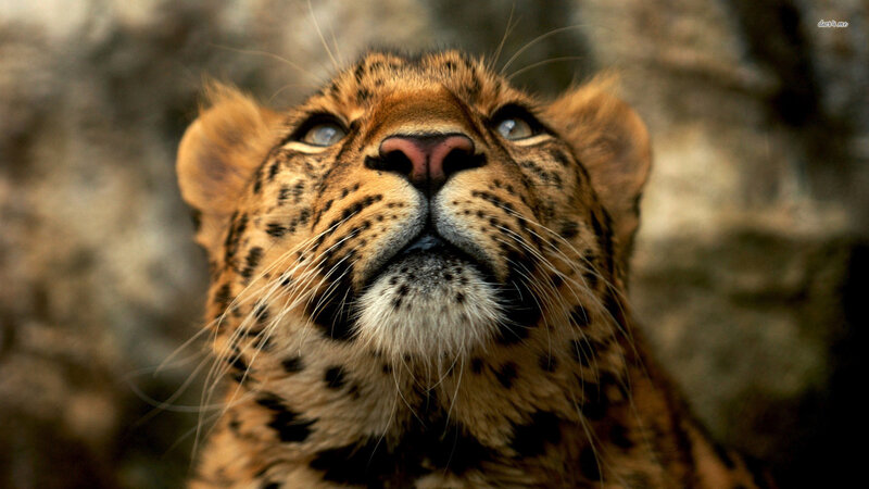 Leopard Cub Looking Up — Brown