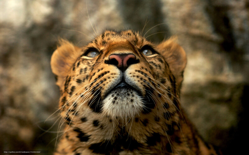 Leopard Cub Looking Up