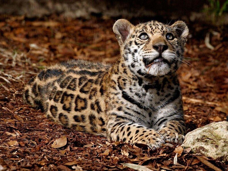 Leopard Cub Lying — Brown, Calm