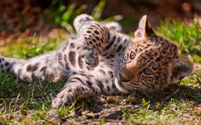 Leopard Cub Lying — Brown