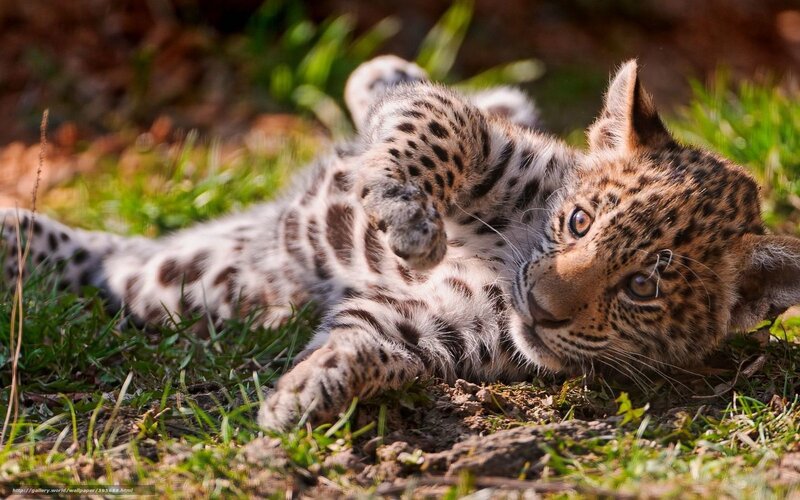 Leopard Cub Lying Down — Brown, Calm, Afternoon