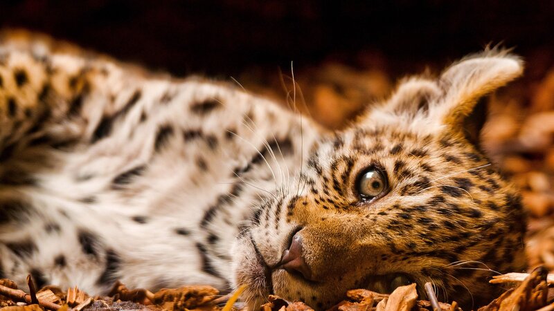 Leopard Cub Lying Down — Brown, Calm, Photograph