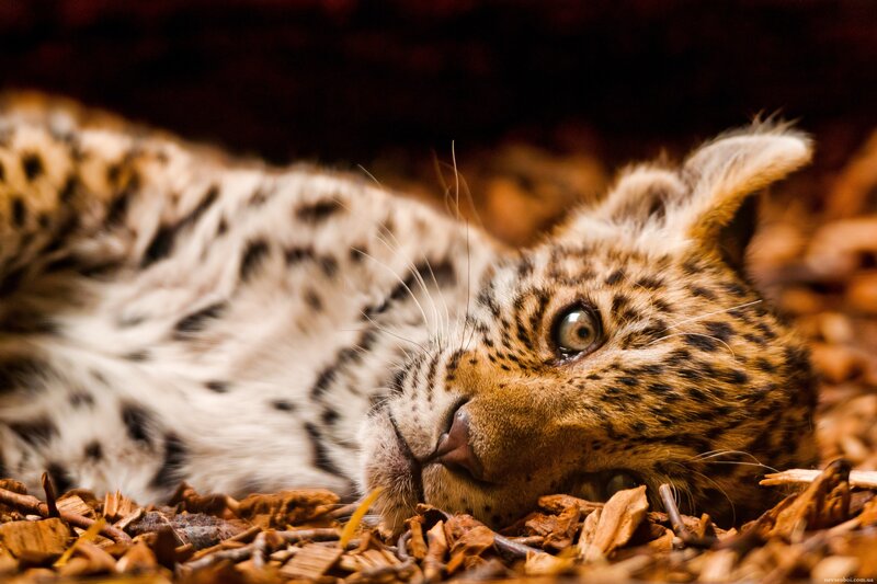 Leopard Cub Lying Down — Brown, Calm, Photograph, Wood Chips
