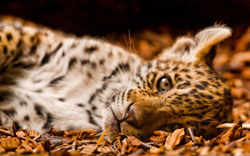 Leopard Cub Lying Down — Brown, Calm