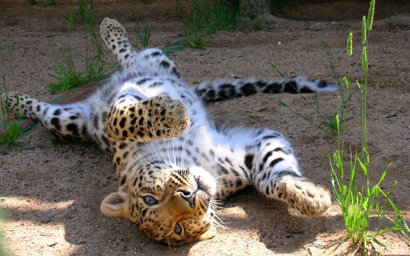 Leopard Cub Lying Down — Brown, Relaxed