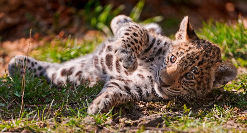 Leopard Cub Lying Down — Green, Playful, Afternoon