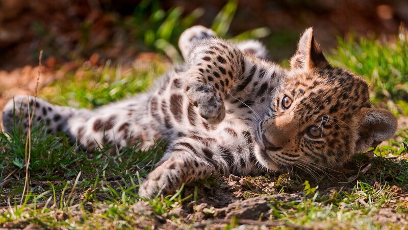 Leopard Cub Lying Down — Green, Playful
