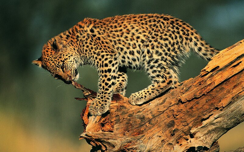 Leopard cub on a log