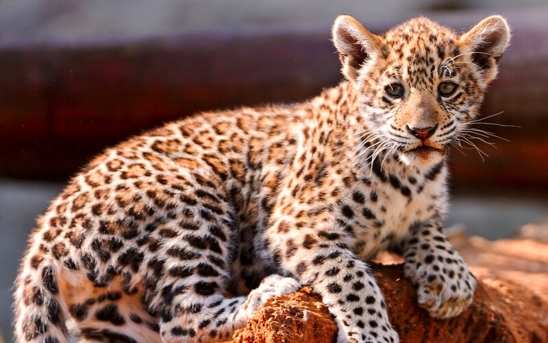 leopard cub on a log