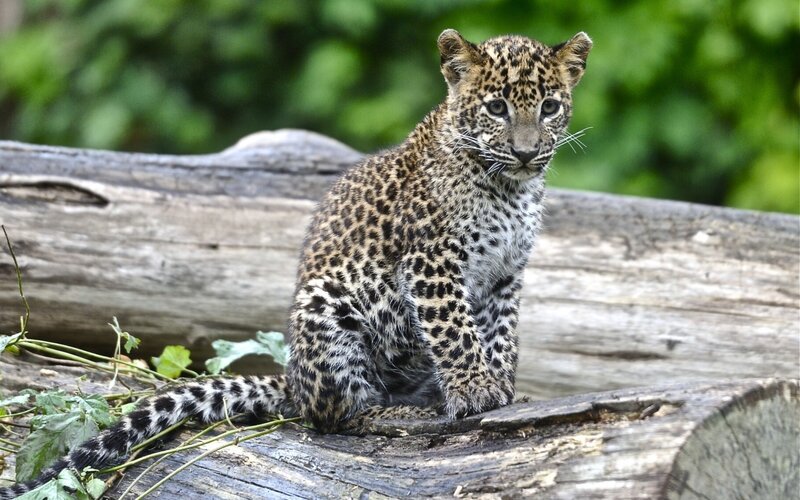 Leopard cub on a log