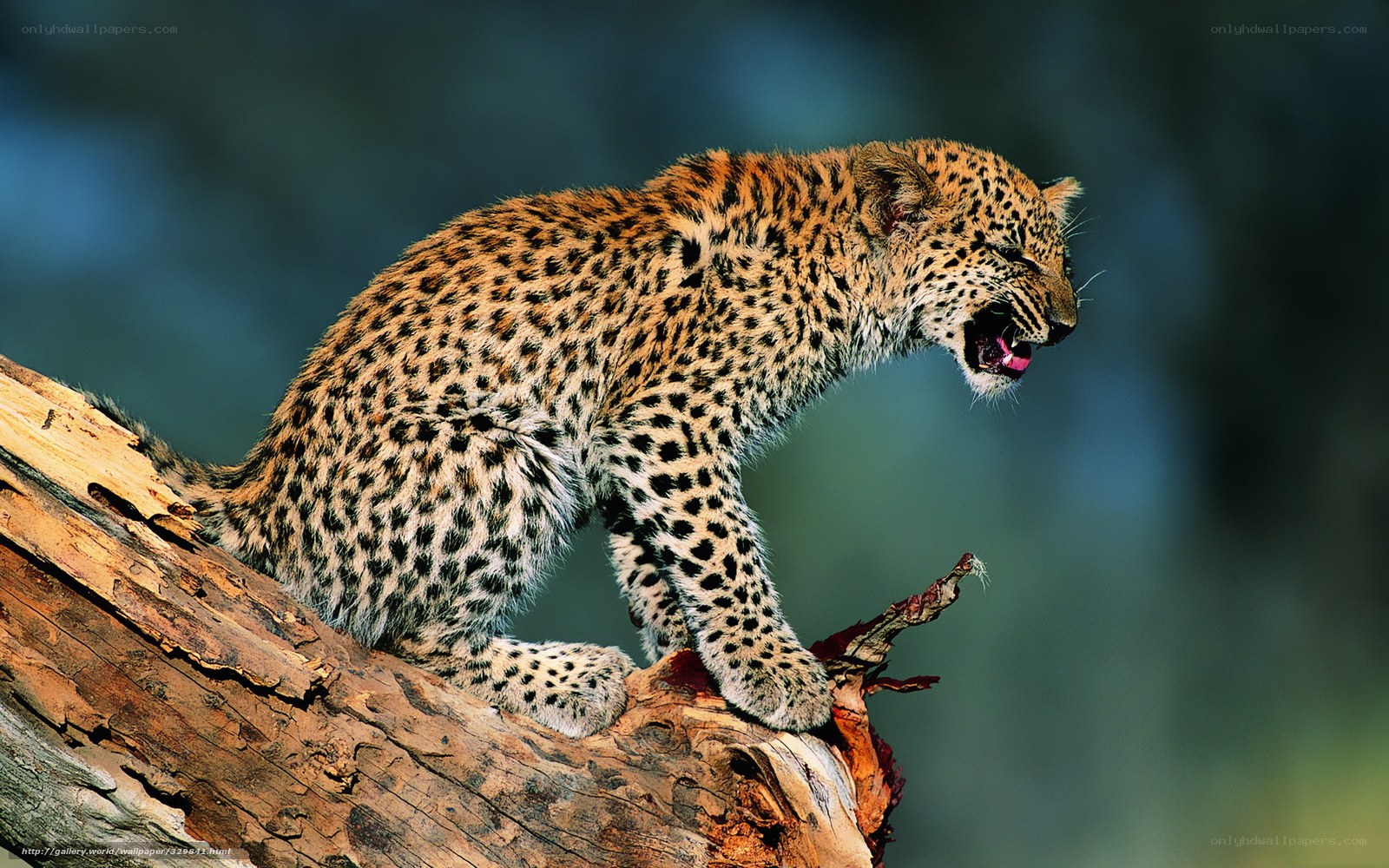 Leopard cub on a log