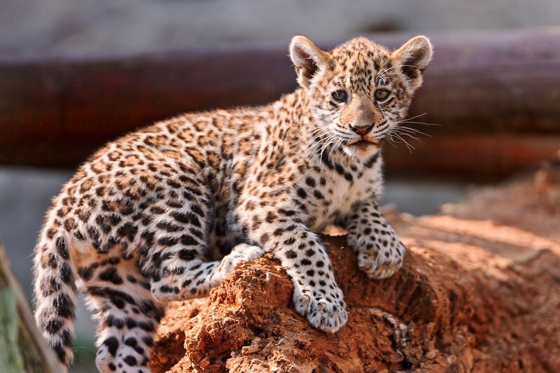 Leopard cub on a rock