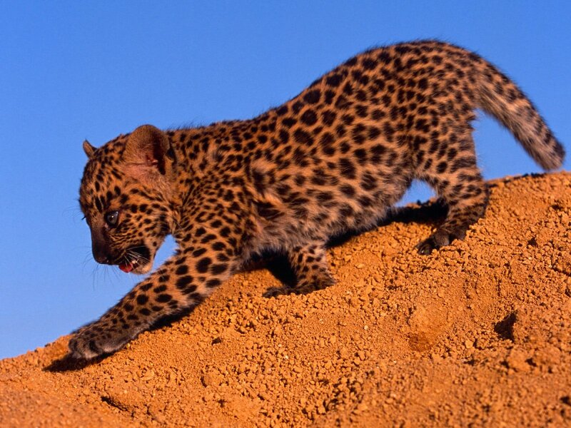 Leopard cub on a sand mound