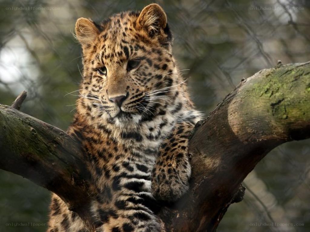 leopard cub on a tree branch