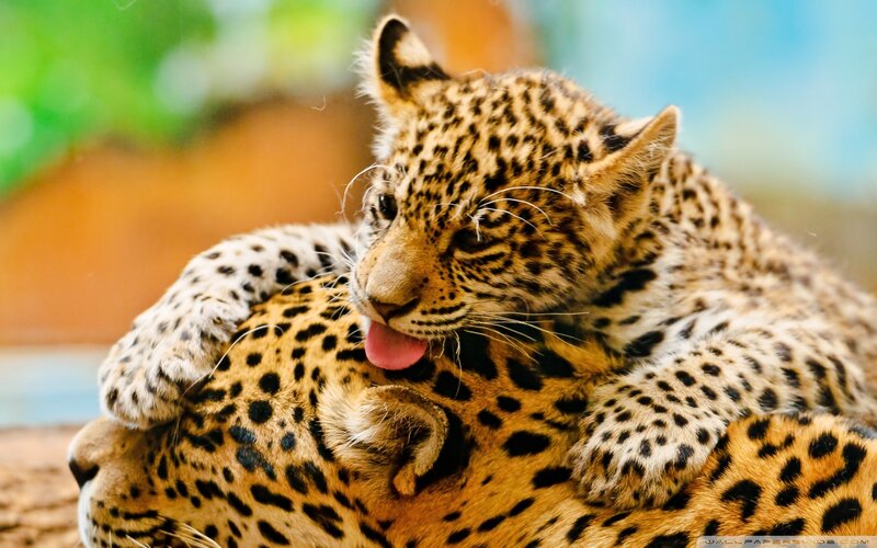 Leopard Cub on Adult