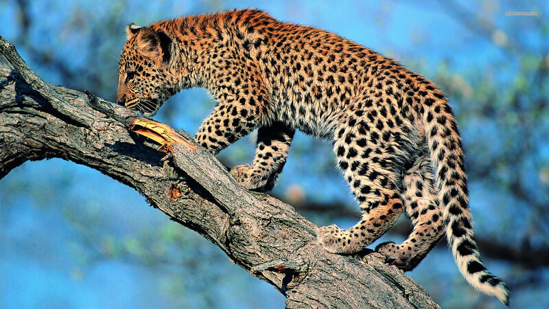 Leopard Cub on Branch — Brown, Natural