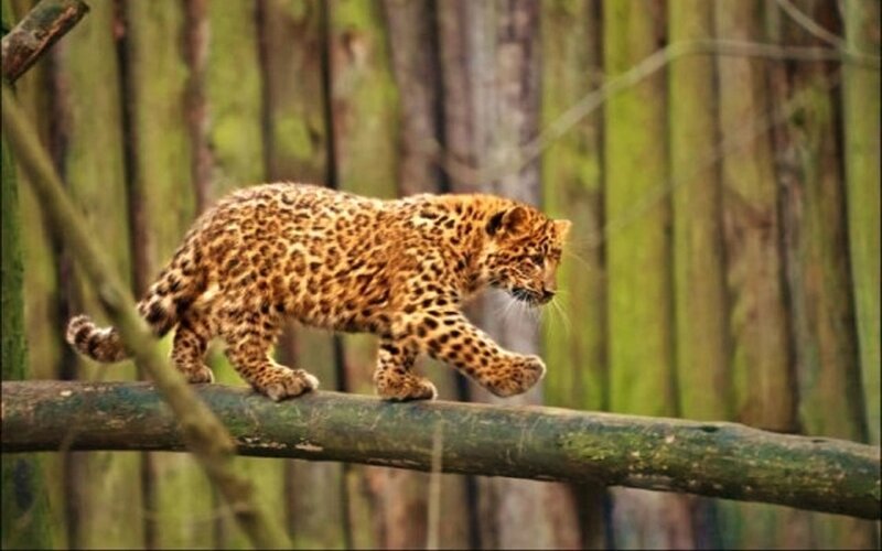 Leopard Cub on Branch — Brown