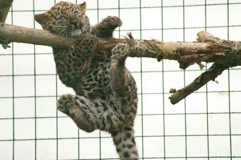 Leopard Cub on Branch