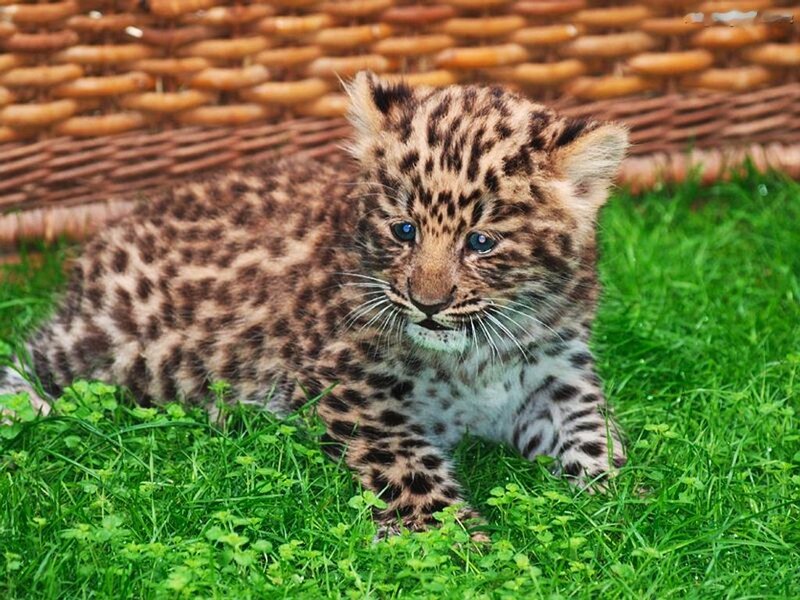 Leopard Cub on Grass