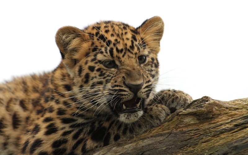 Leopard Cub on Log — Brown, Alert, Photograph