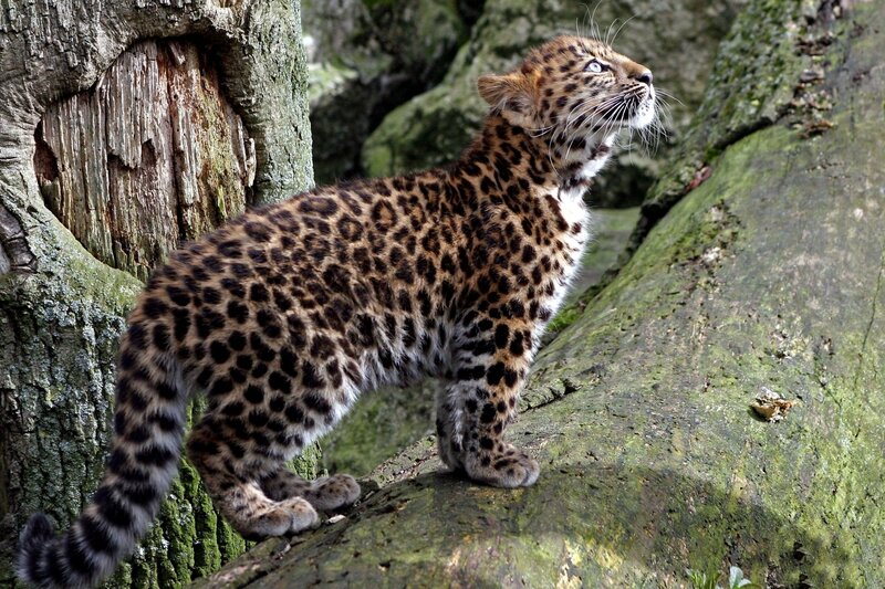 Leopard Cub on Log — Brown, Alert