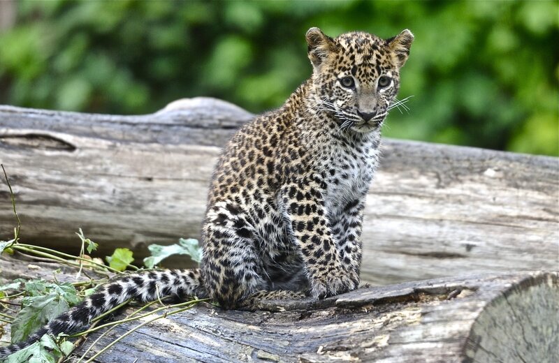 Leopard Cub on Log — Brown, Calm, Afternoon