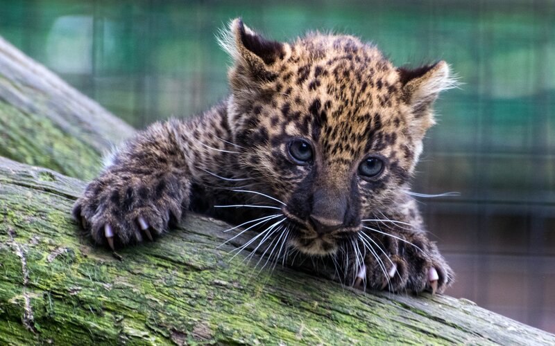 Leopard Cub on Log — Brown, Calm, Photograph, Fence