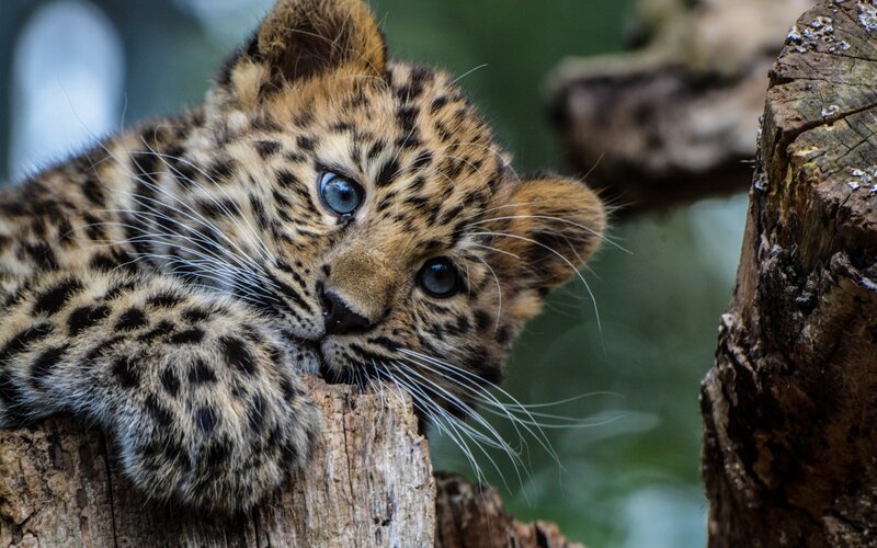 Leopard Cub on Log — Brown, Calm, Photograph