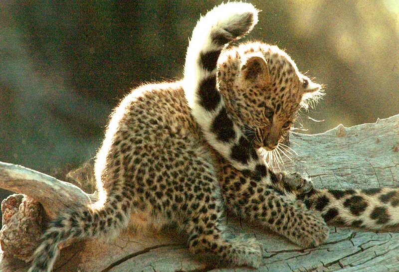 Leopard Cub on Log — Brown, Calm