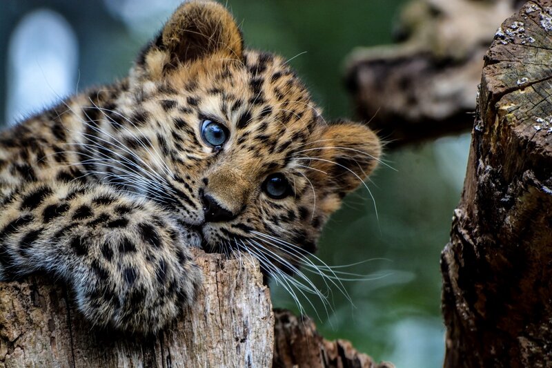 Leopard Cub on Log — Brown, Curious