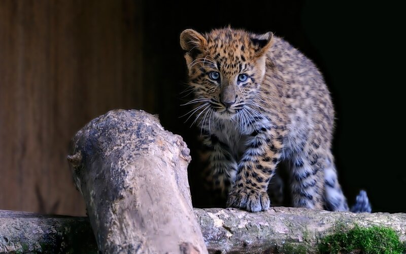 Leopard Cub on Log — Brown, Dramatic, Photograph