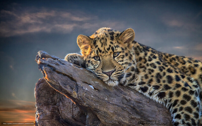 Leopard Cub on Log — Brown, Dramatic, Sunset, Photograph