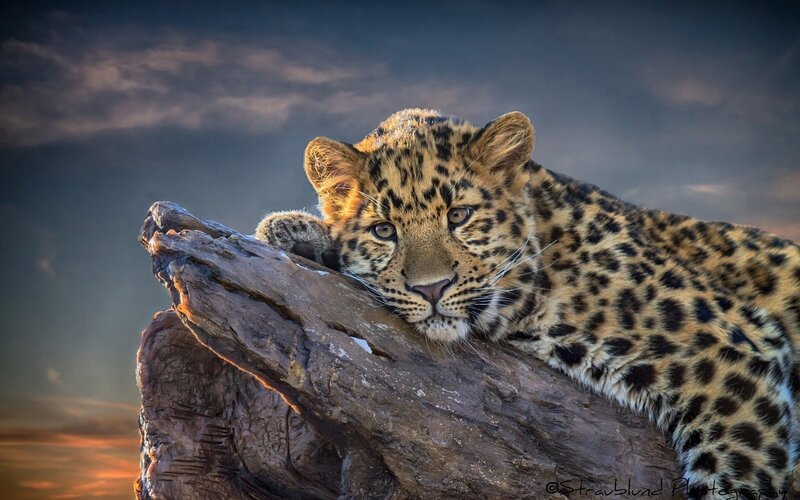 Leopard Cub on Log — Brown, Dramatic, Sunset