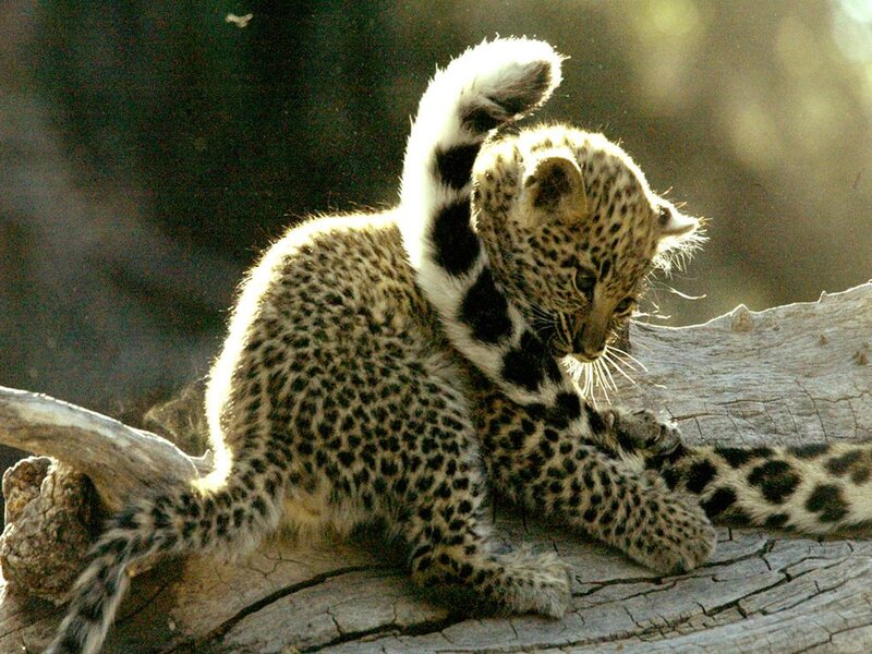 Leopard Cub on Log — Brown