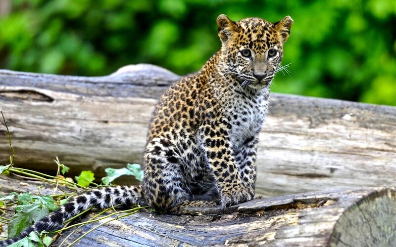 Leopard Cub on Log — Green