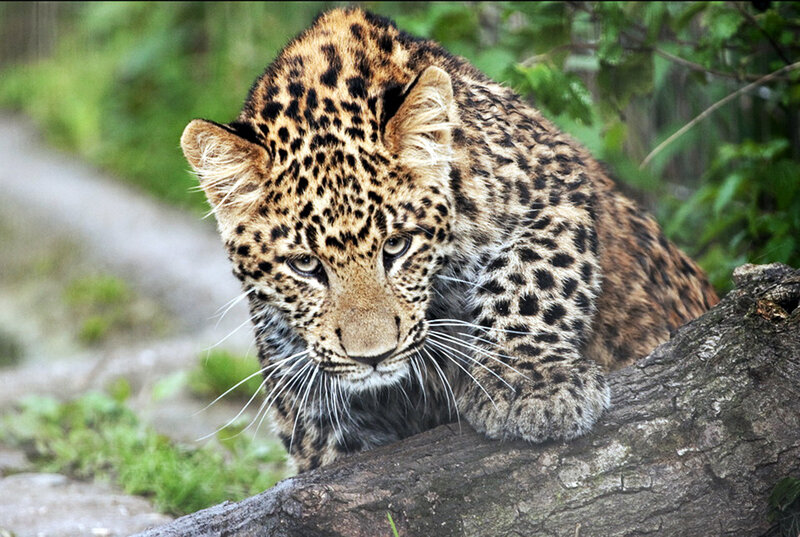 Leopard Cub on Log