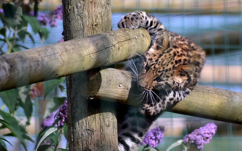 Leopard Cub on Logs
