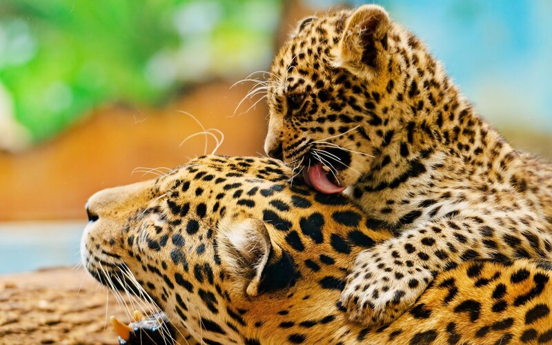 Leopard cub on mother's back
