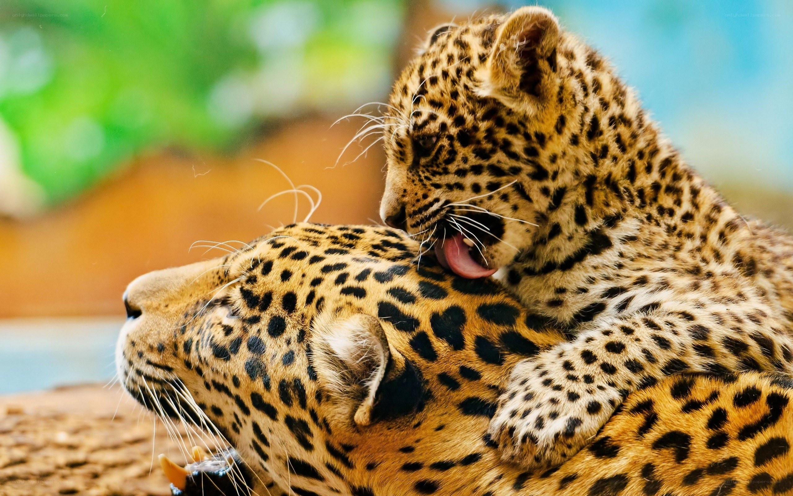 Leopard cub on mother's back