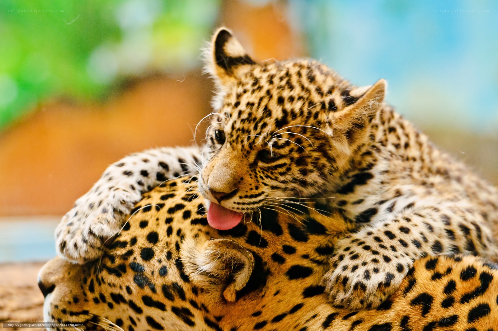 leopard cub on mother