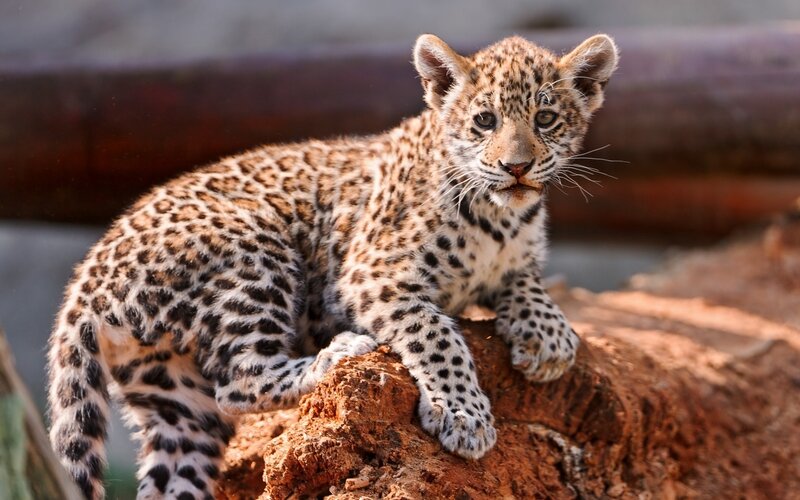 Leopard Cub on Rock — Brown, Alert